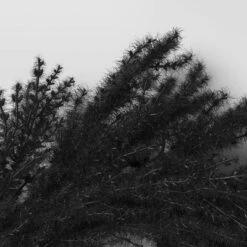 Halloween Grass Wreath Black - Threshold™ -Best Home Decoration GUEST 135f1d1a 30c8 47a4 b104 5579e433304c