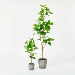 Banyan Tree Potted - Threshold™ Designed With Studio McGee -Best Home Decoration GUEST 15cd2526 7a74 4a08 9fe1 2d0826607ef4