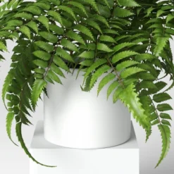 Boston Fern - Threshold™ -Best Home Decoration GUEST 3cbf8c34 f3f7 4bfa a5a1 7c1c2936c266