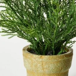 Small Potted Cyprus - Threshold™ Designed With Studio McGee -Best Home Decoration GUEST 54096500 37dc 4b77 a920 a283c8e88bb1